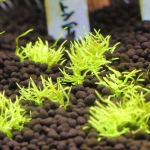 植栽から14日目　ウォーターローン